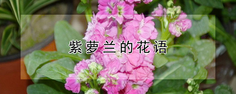 紫蘿蘭的花語