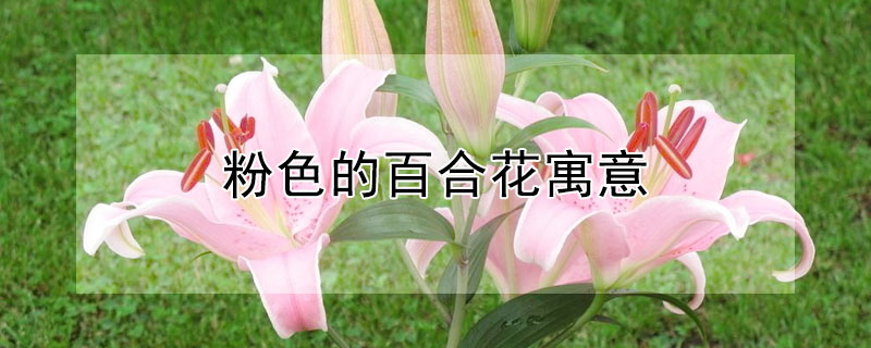 粉色的百合花寓意