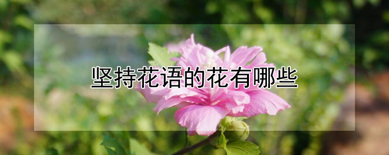 堅(jiān)持花語的花有哪些