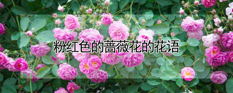 粉紅色的薔薇花的花語