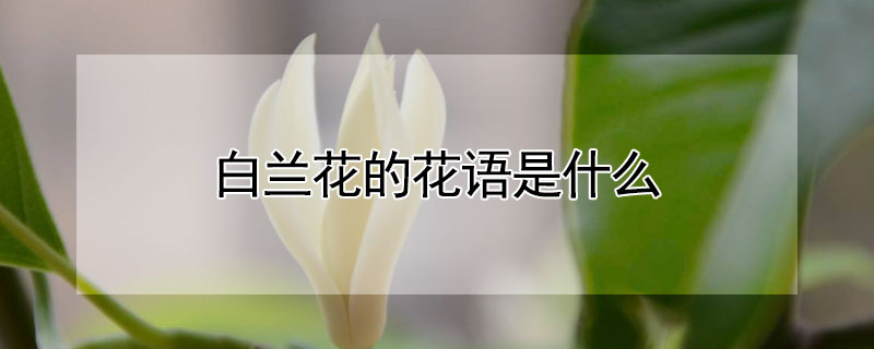 白蘭花的花語是什么