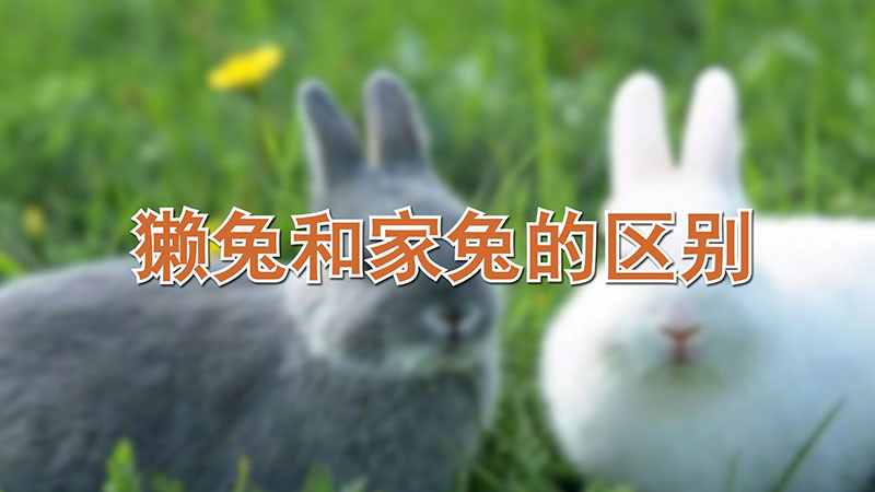 獺兔和家兔的區(qū)別