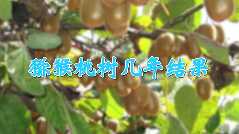 獼猴桃樹幾年結(jié)果