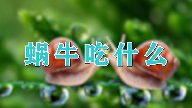 蝸牛吃什么