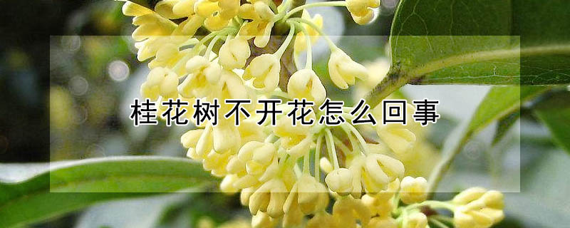 桂花樹(shù)不開(kāi)花怎么回事