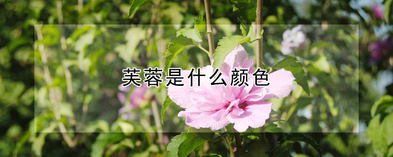 芙蓉是什么顏色