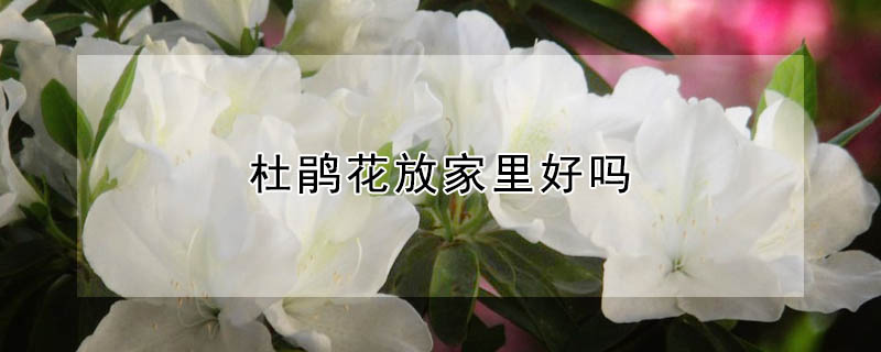 杜鵑花放家里好嗎