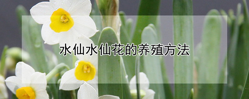 水仙水仙花的養殖方法