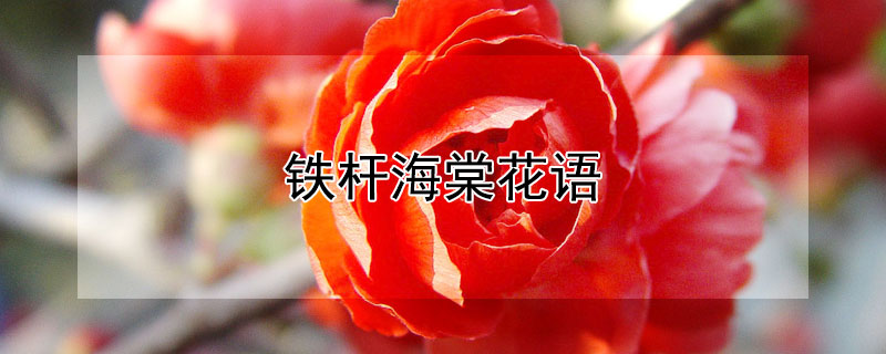 鐵桿海棠花語