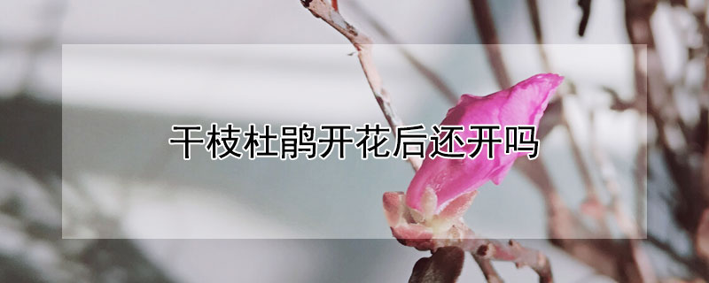 干枝杜鵑開花后還開嗎