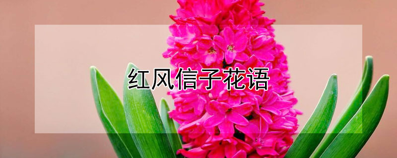 紅風(fēng)信子花語(yǔ)