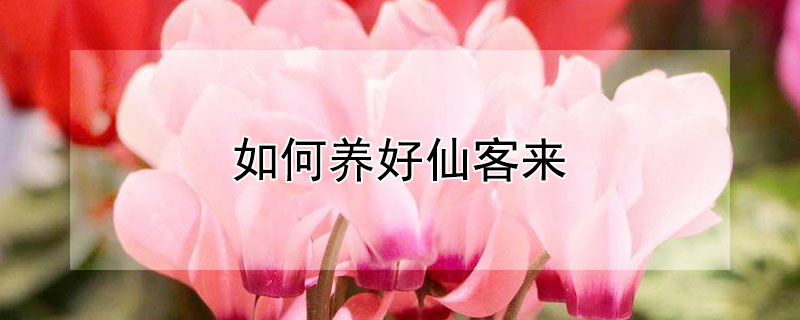 如何養(yǎng)好仙客來