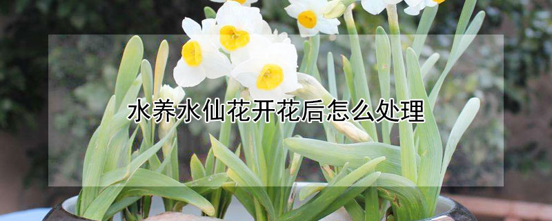 水養水仙花開花后怎么處理