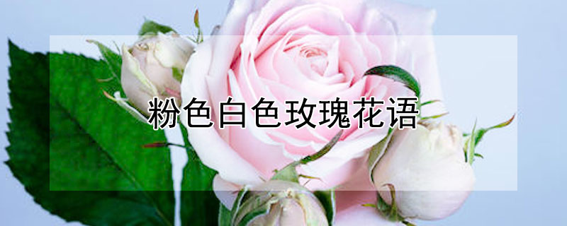 粉色白色玫瑰花語(yǔ)