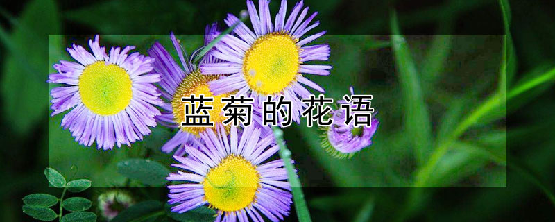 藍菊的花語