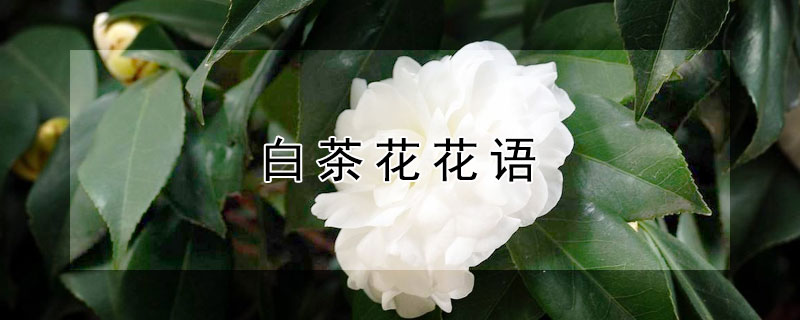 白茶花花語