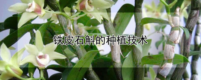 鐵皮石斛的種植技術