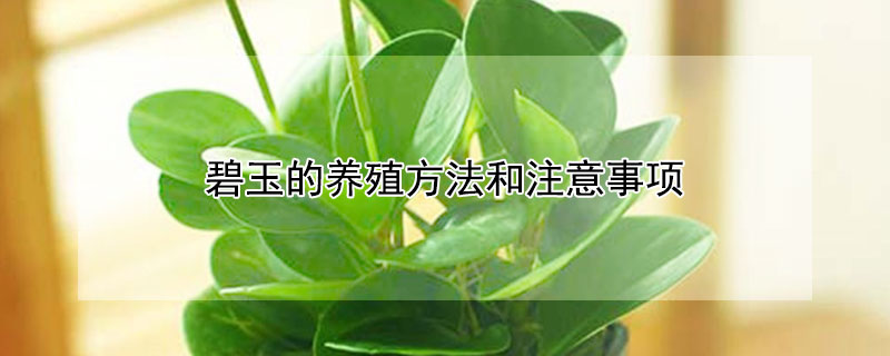 碧玉的養(yǎng)殖方法和注意事項