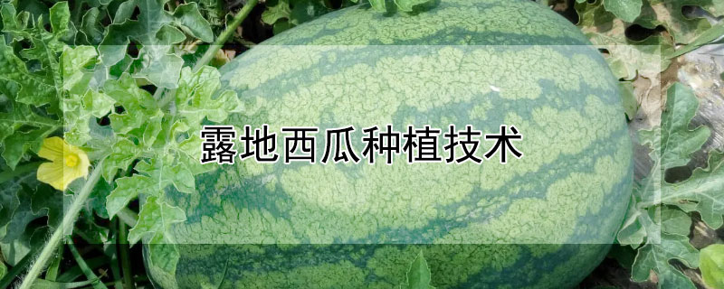 露地西瓜種植技術(shù)