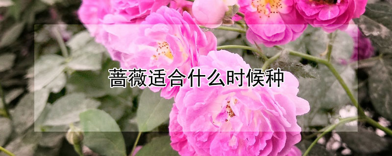 薔薇適合什么時候種