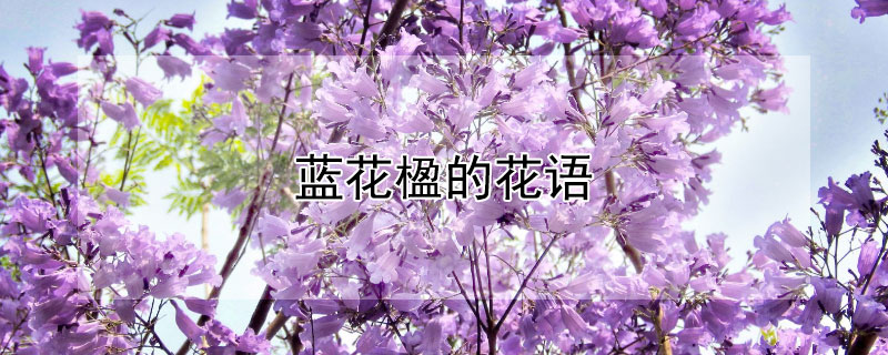 藍(lán)花楹的花語