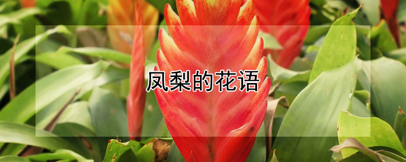 鳳梨的花語