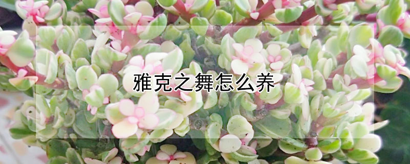 雅克之舞怎么養(yǎng)