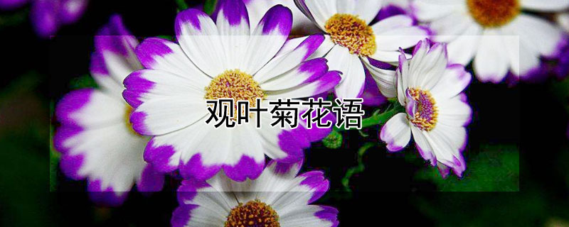 觀葉菊花語