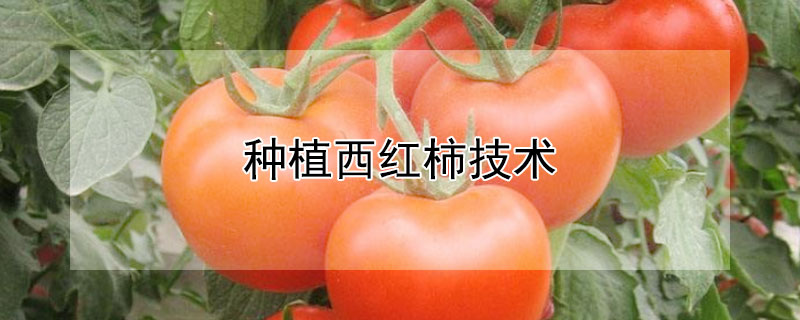 種植西紅柿技術