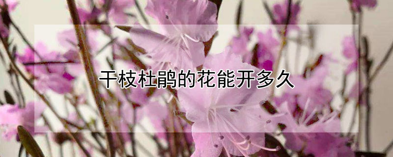 干枝杜鵑的花能開多久