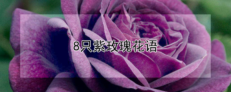 8只紫玫瑰花語