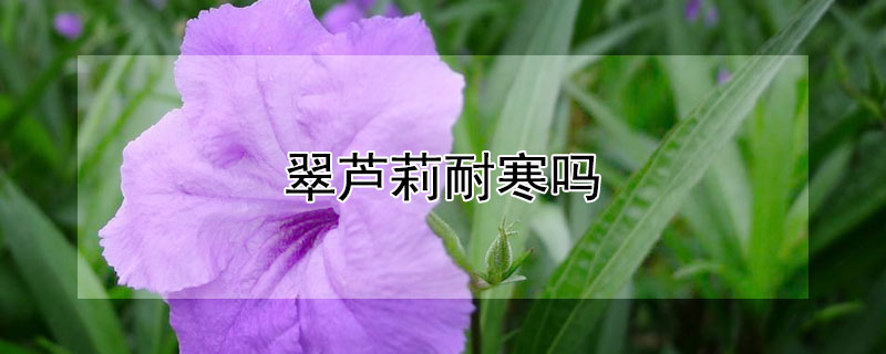 翠蘆莉耐寒嗎