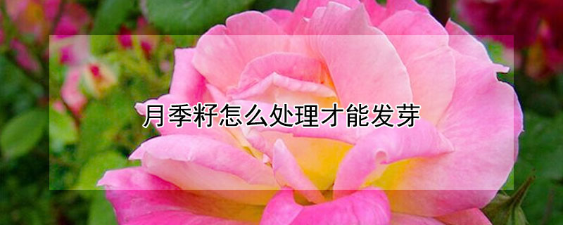 月季籽怎么處理才能發(fā)芽