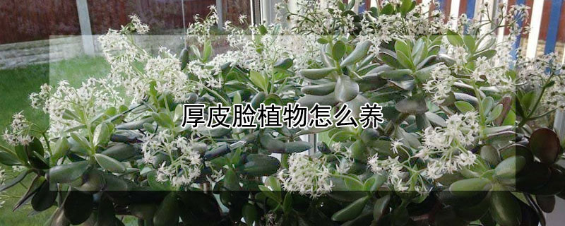 厚皮臉植物怎么養(yǎng)