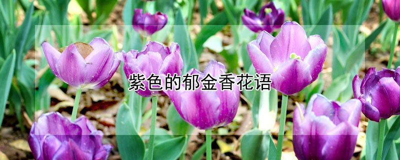 紫色的郁金香花語