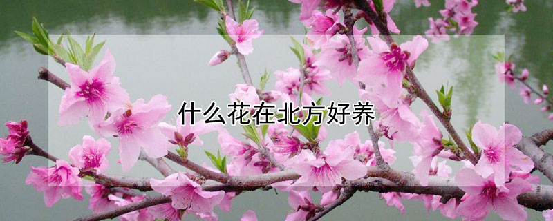 什么花在北方好養(yǎng)