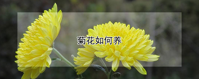 菊花如何養