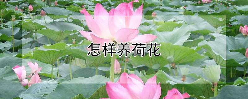 怎樣養(yǎng)荷花