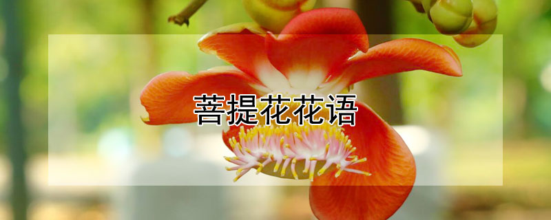 菩提花花語