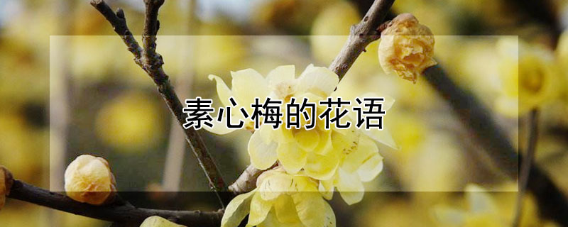 素心梅的花語