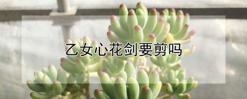 乙女心花劍要剪嗎