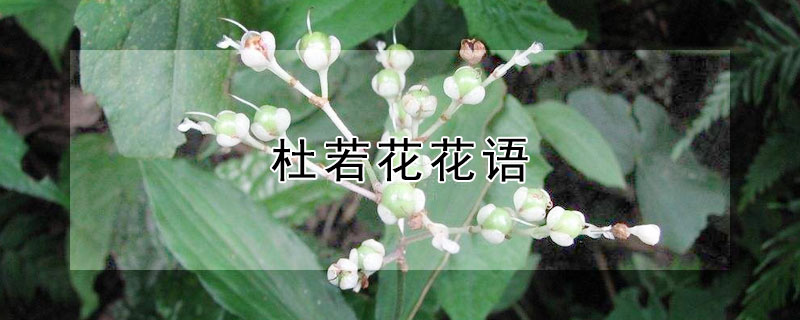 杜若花花語