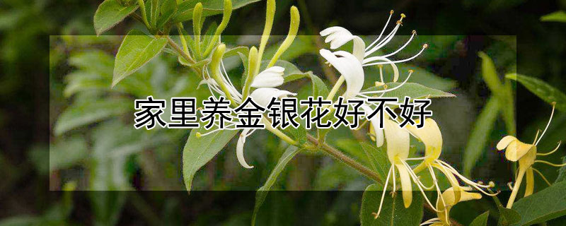 家里養(yǎng)金銀花好不好