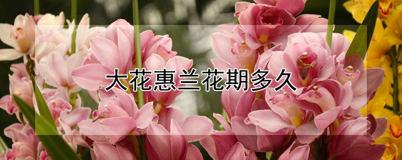 大花惠蘭花期多久