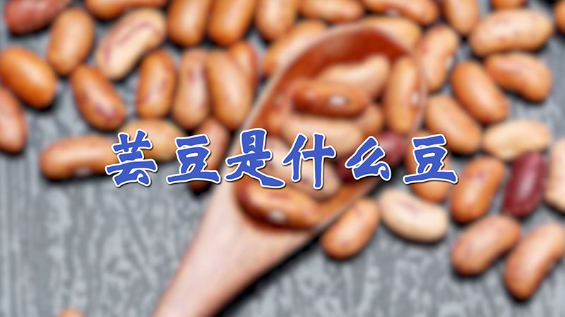 蕓豆是什么豆