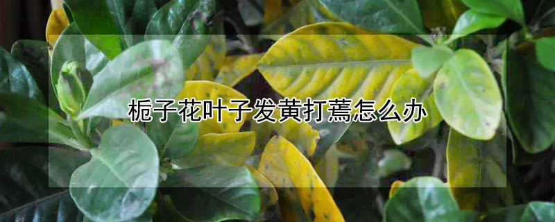 梔子花葉子發(fā)黃打蔫怎么辦