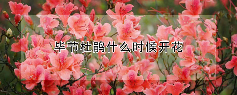 畢節杜鵑什么時候開花