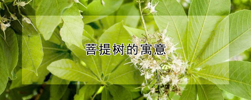 菩提樹的寓意