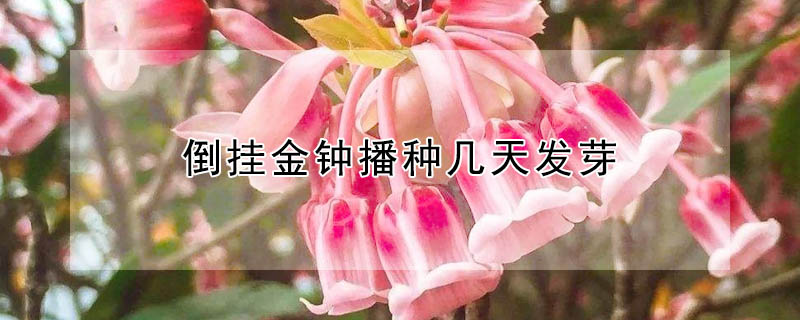 倒掛金鐘播種幾天發(fā)芽