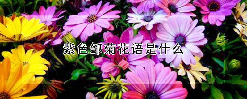 紫色鄒菊花語是什么